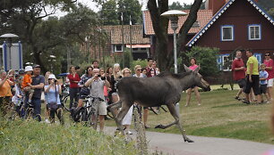 Briedė Nidoje