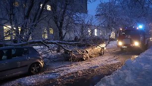 Ant automobilių užvirtęs medis Šilutėje