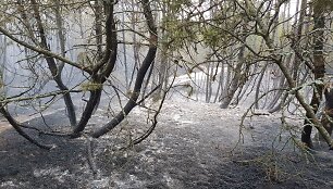 I&scaron;degusi kalninė pu&scaron;is &Scaron;ventojoje