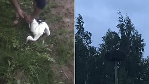 Pilieti&scaron;ki marijampoliečiai i&scaron;gelbėjo gandrą