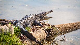 Krokodilas