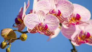 Orchidėjos žiedai.