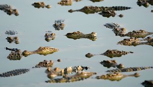 Krokodilų ferma Tailande