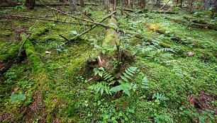 Archeologinių vertybių plėšikų iškasinėtas Abejučių pilkapis