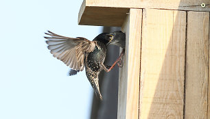 Varnėnas (Sturnus vulgaris)