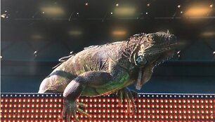 Tommy Haaso ir Jiri Vesely mačą sudrumstė &scaron;ou surengusi iguana