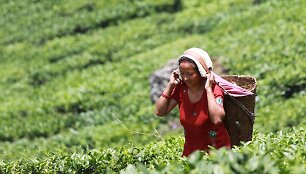 Darjeelingo arbatmedžių lapelių skynimas