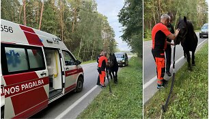 Kauno rajone paramedikai ir policija gelbėjo keliu įėjusį arklį