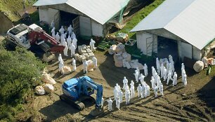 Japonijoje pauk&scaron;čių gripo protrūkis 