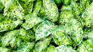 Aglaonema