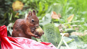 Ąžuolyno parko voverėms – specialus namelis zoologijos sodo teritorijoje