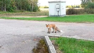Kėdainiuose vairuotojai prisijaukino lapę