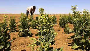 Tabako plantacija