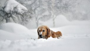 Šuo sniege