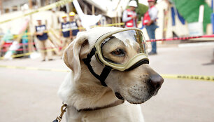 Labradorė Frida &ndash; herojė 