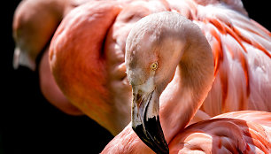 Rožiniai flamingai Sardinijoje