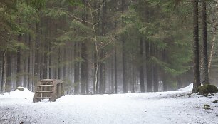 Jomantų mi&scaron;ko pažintinis takas
