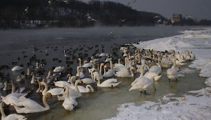 NENAUDOTI FOTO Žiemojančios gulbės nebylės Kaune