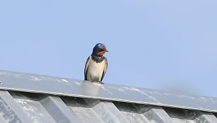 Šelmeninė kregždė (Hirundo rustica)