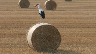 Šienas