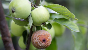 Agronomas T.Gurskas atsakė: kodėl ant medžių pūva obuoliai, kiti vaisiai ir kaip to išvengti?