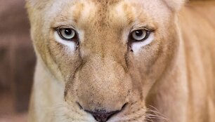 Baltojo liūto jaunikliai Prancūzijos zoologijos sode