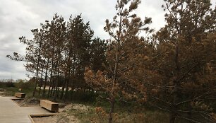 Pajūrio juostoje ruduoja pu&scaron;ys. Svarstoma, kad tai lėmė net kelios sutapusios priežastys.