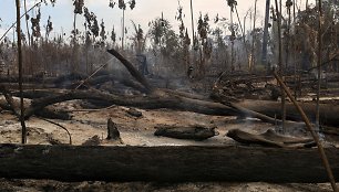 Sunki Brazilijos kova su nelegaliai kertamais miškais Amazonės džiunglėse