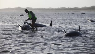 Naujojoje Zelandijoje ant seklumos užplaukė bangininiai delfinai 