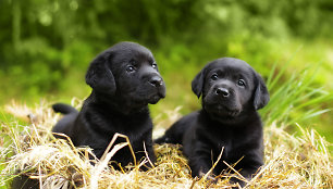 Jauni šuniukai Labradorai