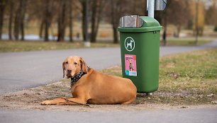 Socialinė akcija šunų savininkams Kaune