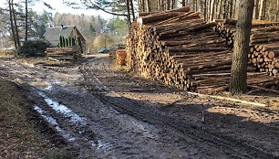 Purvynu virtęs keliukas po miško tvarkymo darbų