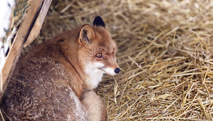 Žiema zoologijos sode