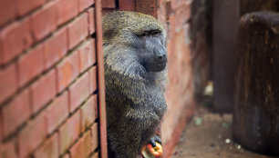 Beždžionių gyvenimas Kauno zoologijos sode