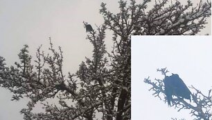 Ugniagesiai gelbėjo medyje įstrigusią varną
