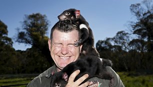 Sveiki Tasmanijos velniai paleidžiami į laisvę, kad padėtų atkurti nykstančią populiaciją.
