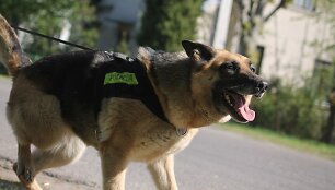 Policijos &scaron;unų mokymai