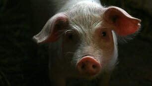 Kiaulė