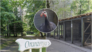 Oranžerijos teritorija