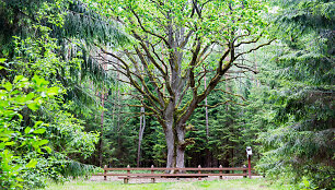 Grybi&scaron;kių ąžuolas