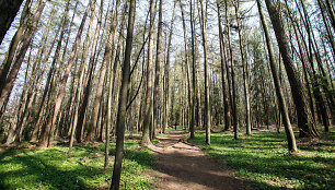 Prienų &scaron;ilas