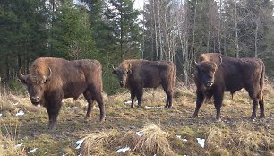 Žvėrinčius. Jaunųjų stumbrų trijulė