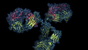 Štai taip atrodo baltymo imunoglobulino molekulė