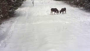 Briedžių imtynės Lietuvos pasienyje