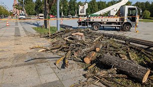 Vilniaus Lukiškių aikštėje pašalintos nudžiūvusios liepos