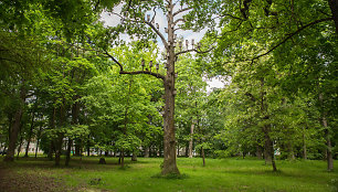 Kauno ąžuolyno parkas