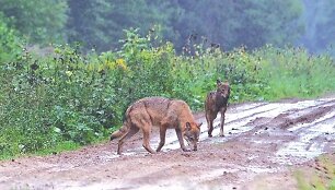 Medžiotojai teigia, kad vieni&scaron;o vilko medžioklė bus varginanti ir sunki, tačiau tokį vilką pa&scaron;alinti i&scaron; gamtos jiems privalu.