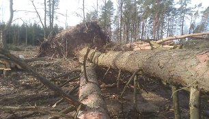 Nuvirtę medžiai Ukmergės rajone