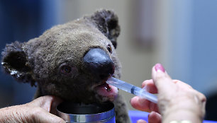 Iš gaisro išgelbėta koala