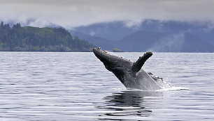 Liūdnos žinios: mėlynieji banginiai kasdien suvalgo beveik 50 kg mikroplastiko